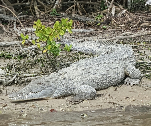 Everglades Crocodile